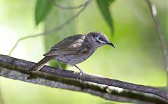 Eungella Honeyeater